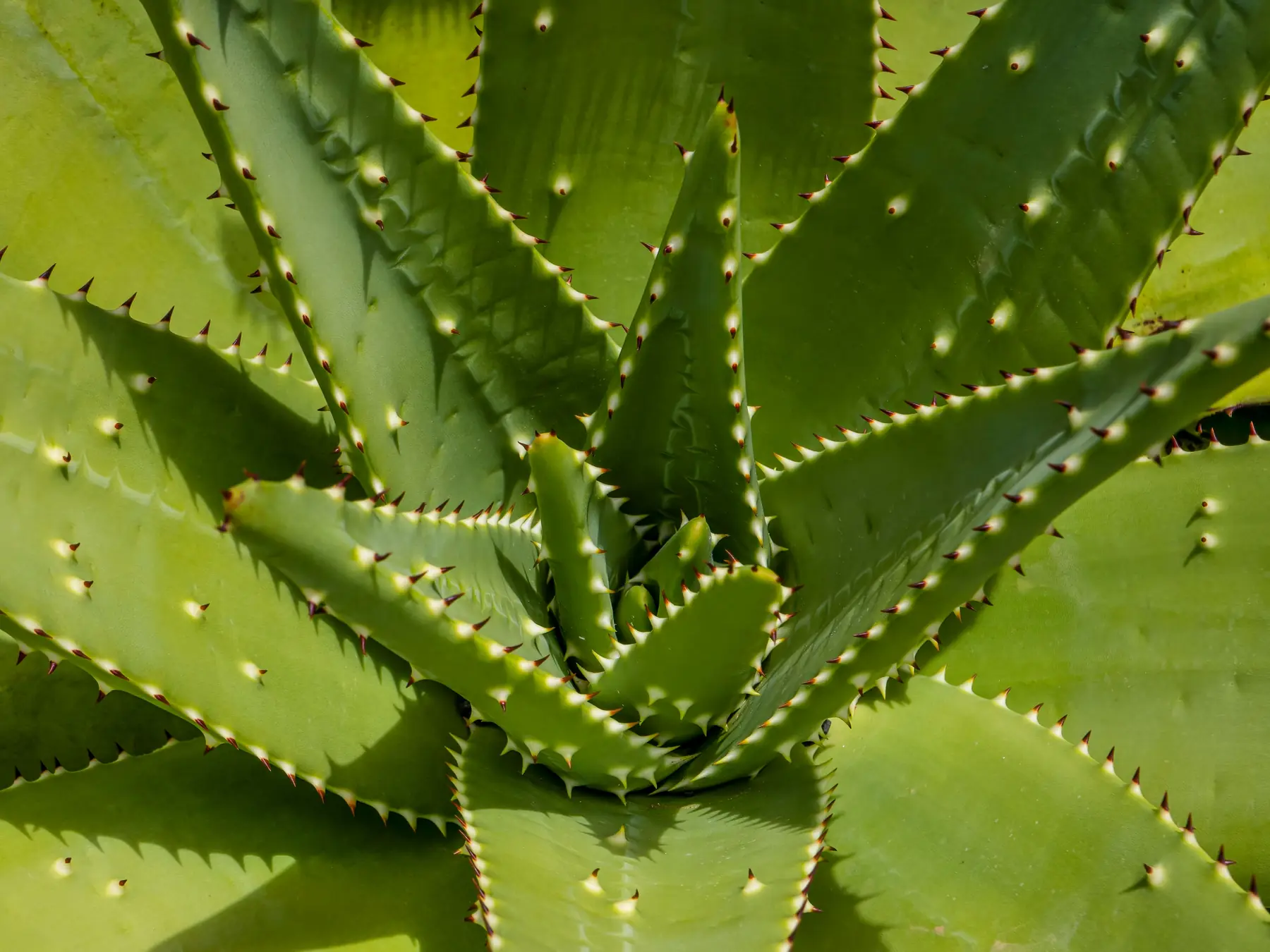Aloe vera leaves cut to show the inner gel
